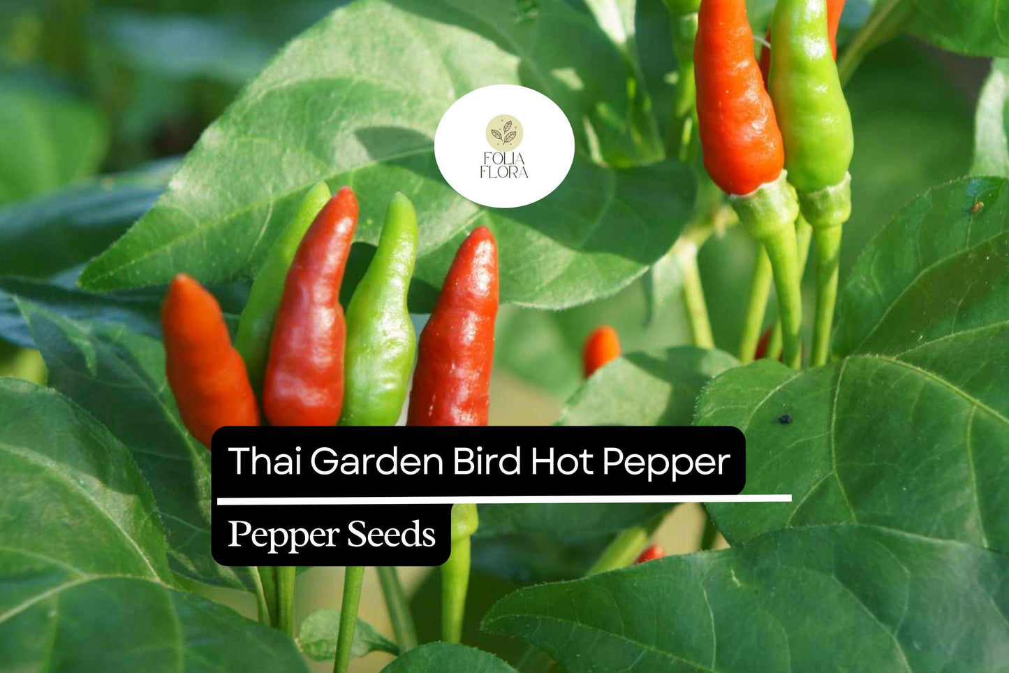 250mg Thai Garden Bird Hot Pepper Seeds Capsicum annuum | Very Hot, Non-GMO, Authentic Thai Cuisine, Spicy Chili for Sauces & Dishes