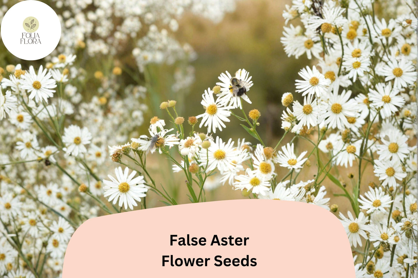 500 False Aster Seeds | Boltonia asteroides | Native White Wildflower
