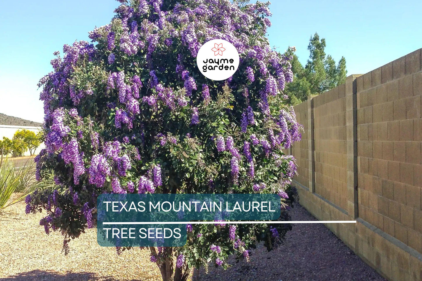 5 Texas Mountain Laurel Tree Seeds (Sophora secundiflora) – Fragrant Purple Blooms, Drought Hardy