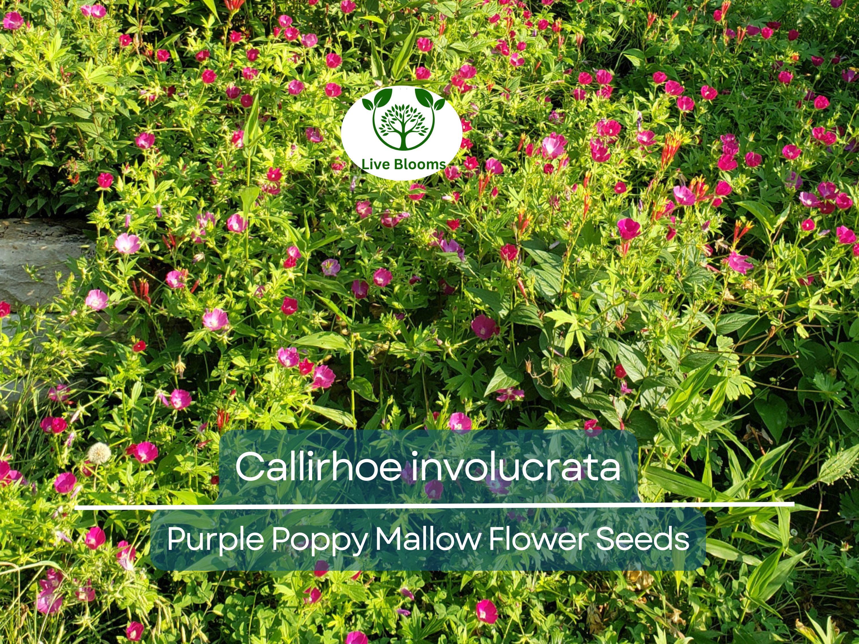 15 Callirhoe Involucrata Purple Poppy Mallow Seeds, Wildflower, Perennial, Native Plant, Drought-Tolerant, Garden, Ground Cover, Landscape