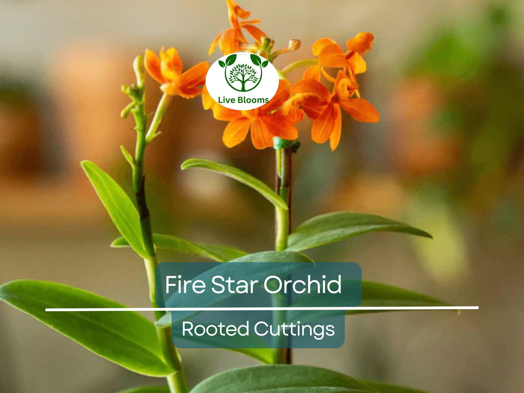 10 Rooted Cuttings Epidendrum Radicans - Ground Orchid, Fire Star Orchid - Live Plants for Sale