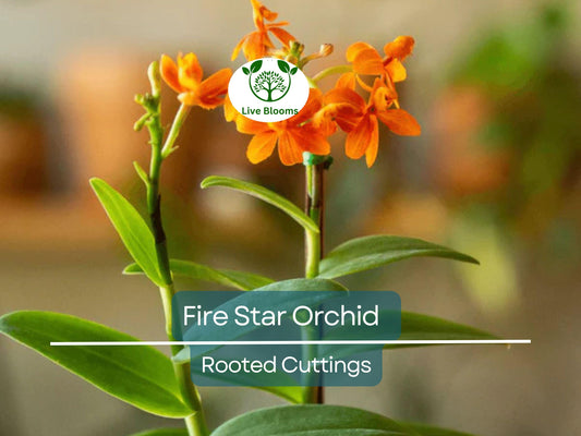 10 Rooted Cuttings Epidendrum Radicans - Ground Orchid, Fire Star Orchid - Live Plants for Sale