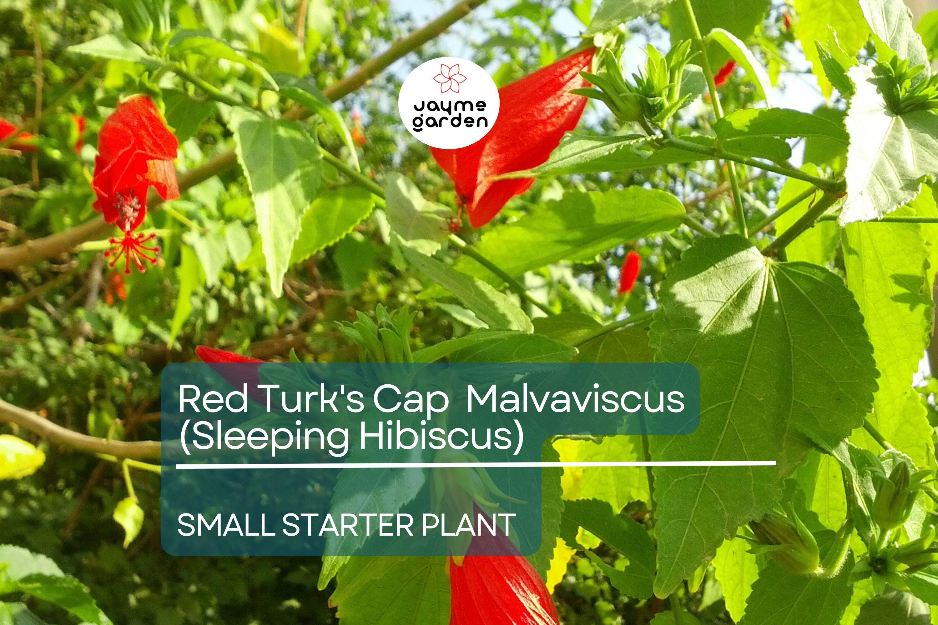 Red Turk's Cap Starter Plant, Malvaviscus arboreus Sleeping Hibiscus, 5-7" Tall Unique Red Flowers for Gardens, Containers & Tropical Spaces