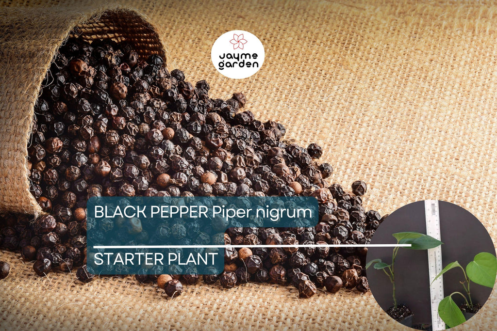 1 Black Pepper Plant | Piper nigrum | Live Starter Plant | USA Seller | Ideal for Indoor or Outdoor Growing | Spice Vine for Trellis