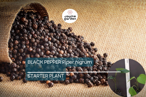 1 Black Pepper Plant | Piper nigrum | Live Starter Plant | USA Seller | Ideal for Indoor or Outdoor Growing | Spice Vine for Trellis