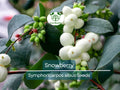 40 Snowberry Seeds (Symphoricarpos albus) HONEYSUCKLE Bush Shrub, White Berries, Hardy Shrub, Easy to Grow, Native Plant, Winter Interest