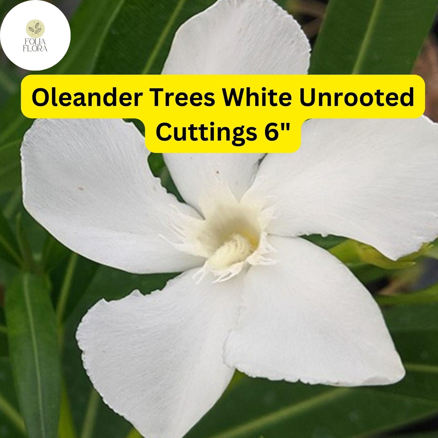 Oleander Tree ‘White’ | 7 Live 6” Unrooted Cuttings | Fast-Growing, Drought-Tolerant, Fragrant White Flowers, Easy-Care