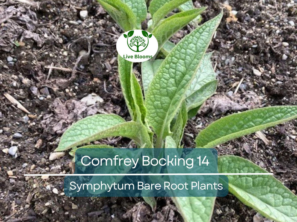 5 Comfrey Bocking 14 Plants - Bare Root Crown Cuts - Symphytum Hybrid - Fast Growing Herb Starter