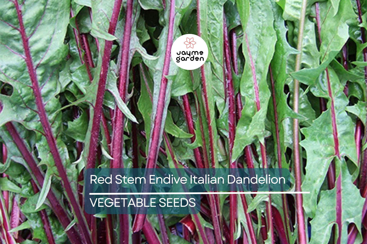500 Red Stem Endive Italian Dandelion Seed (Chicory), Non-GMO Heirloom, Cold Tolerant, Free Shipping