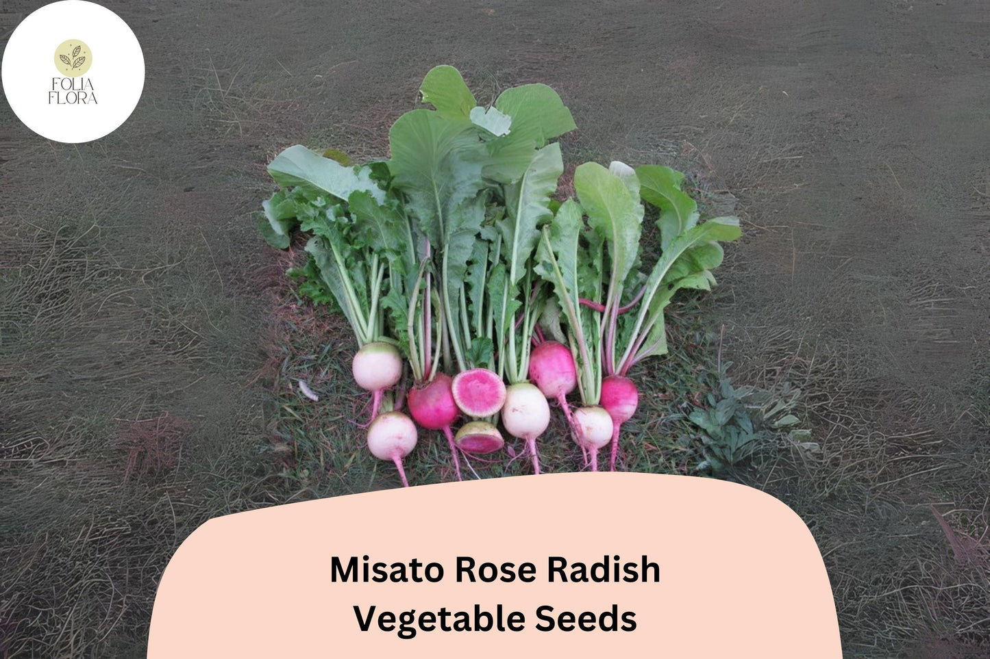 500+ Misato Rose Radish Seeds – Heirloom Garden Radish, Fast-Growing Edible Roots