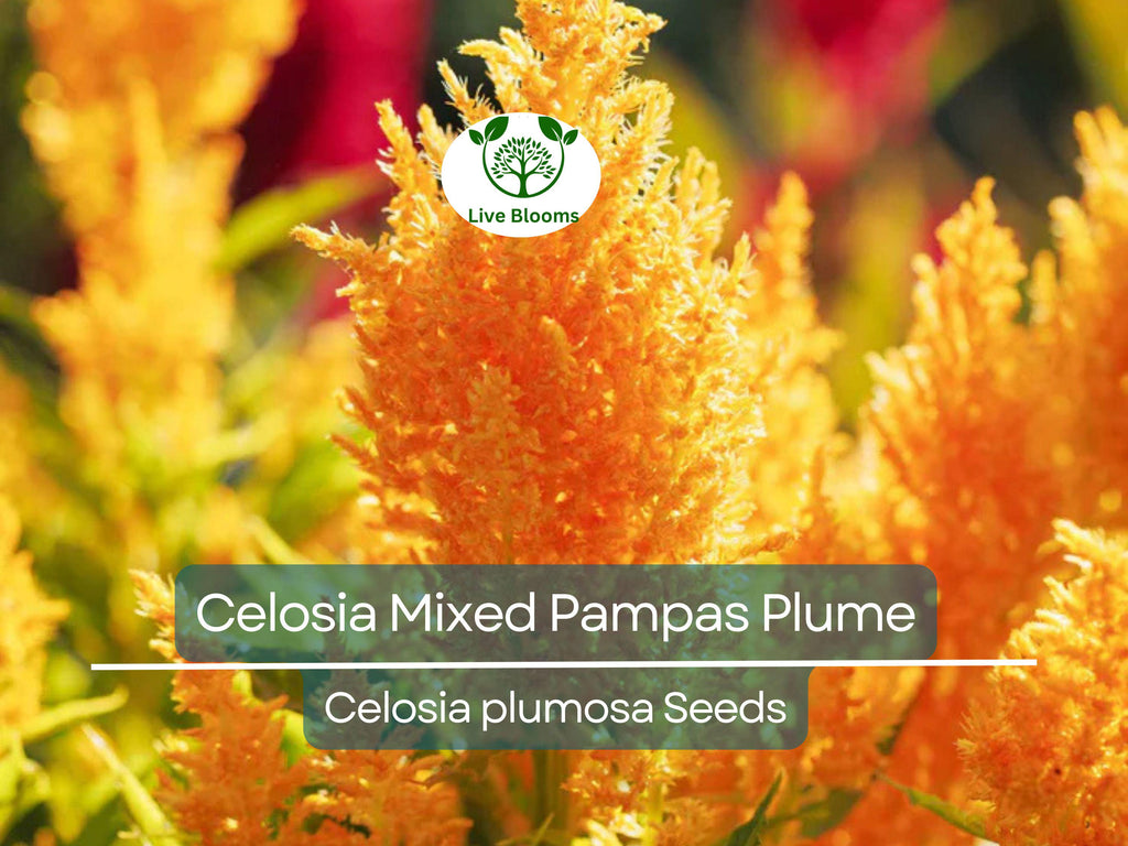 50 Seeds Celosia Mixed Pampas Plume, Non-GMO, Striking Colors, Cut & Dried Flowers, Garden, Decorative Blooms, Perennial