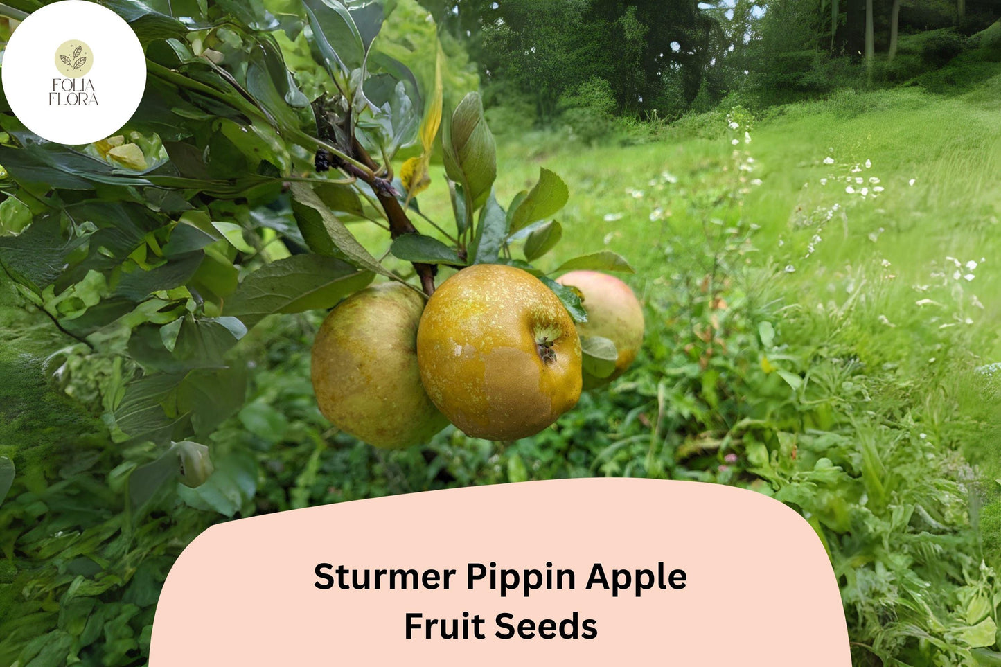 25+ Sturmer Pippin Apple Seeds | Malus domestica | Heirloom English Apple | Late-Ripening Long Storage Variety