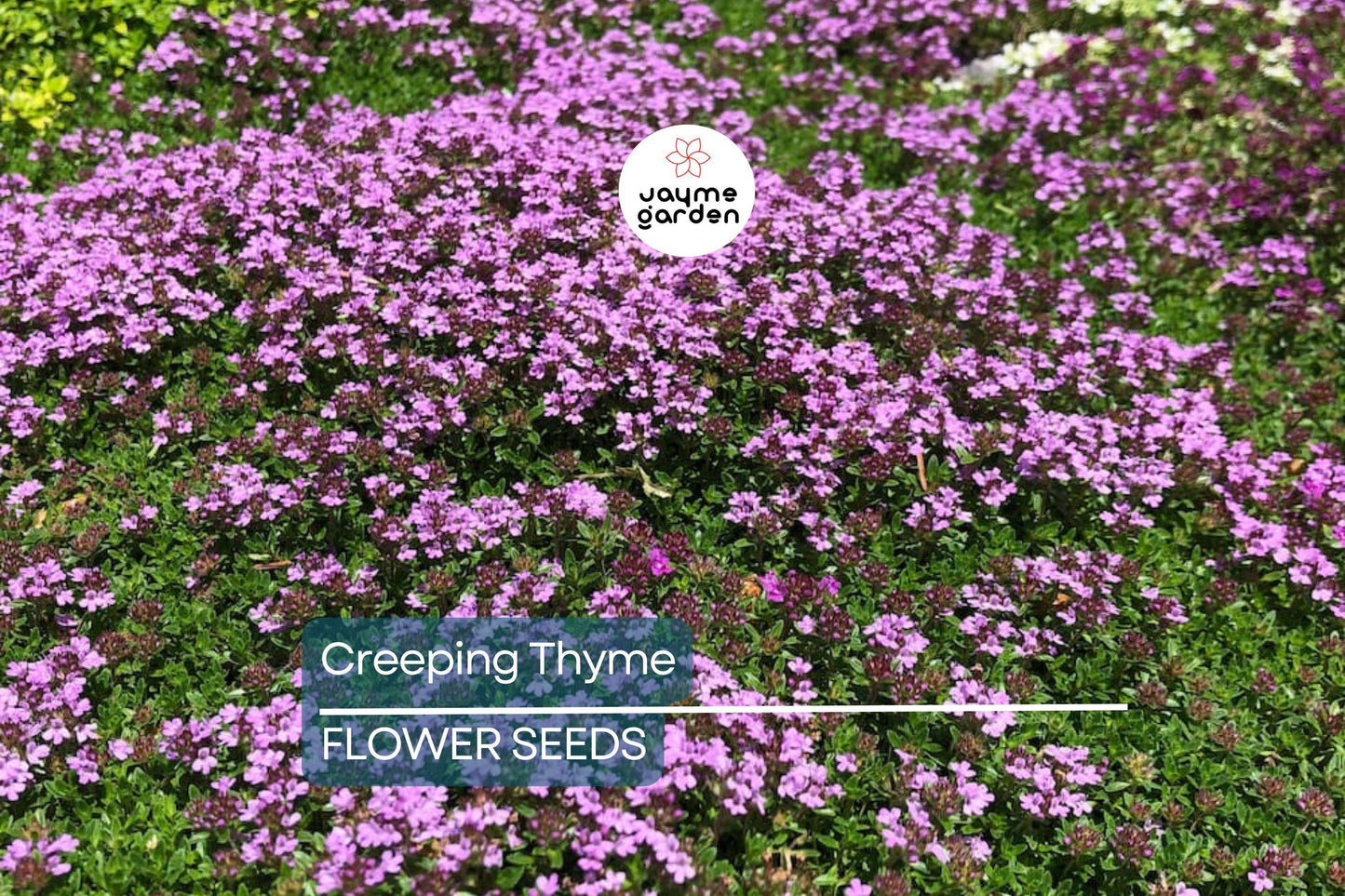 1,000 Creeping Thyme Seeds | Dwarf 6" Variety | Beautiful Blooms, Non-GMO, USA