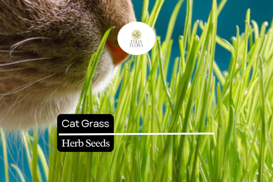 50 Seeds Cat Grass (Agropyron Cristatum) – Safe Grass for Cats to Chew and Digest