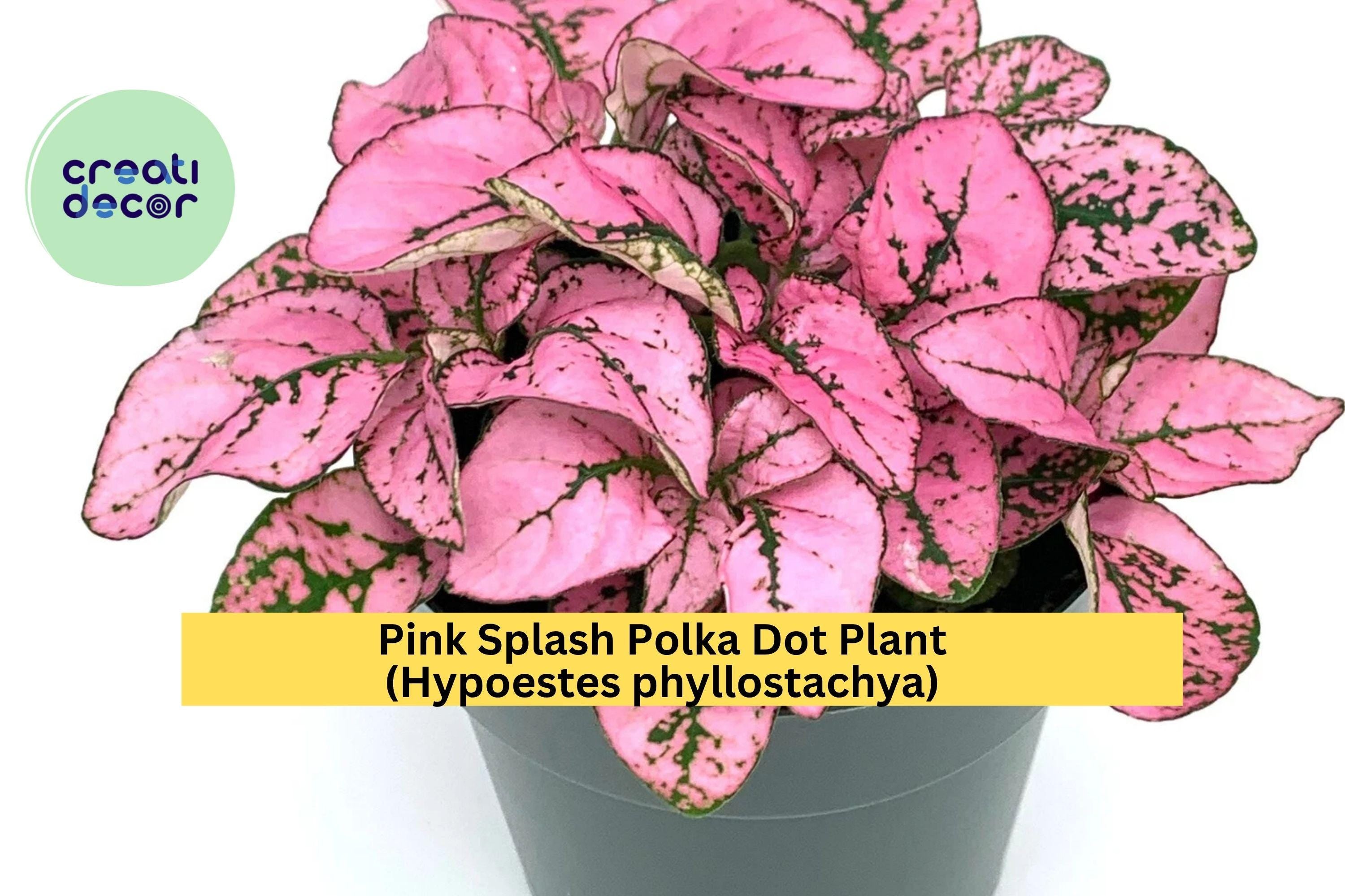 Hypoestes Pink Splash Live Plant – 2.5” Potted Polka Dot Plant, Colorful Indoor Houseplant with Pink-Green Leaves