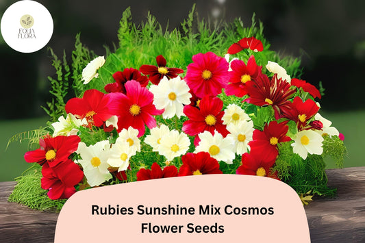 200+ Rubies Sunshine Mix Cosmos Seeds | Cosmos Bipinnatus Red Yellow Pink Blooms | Annual Garden Flower Seeds for Planting