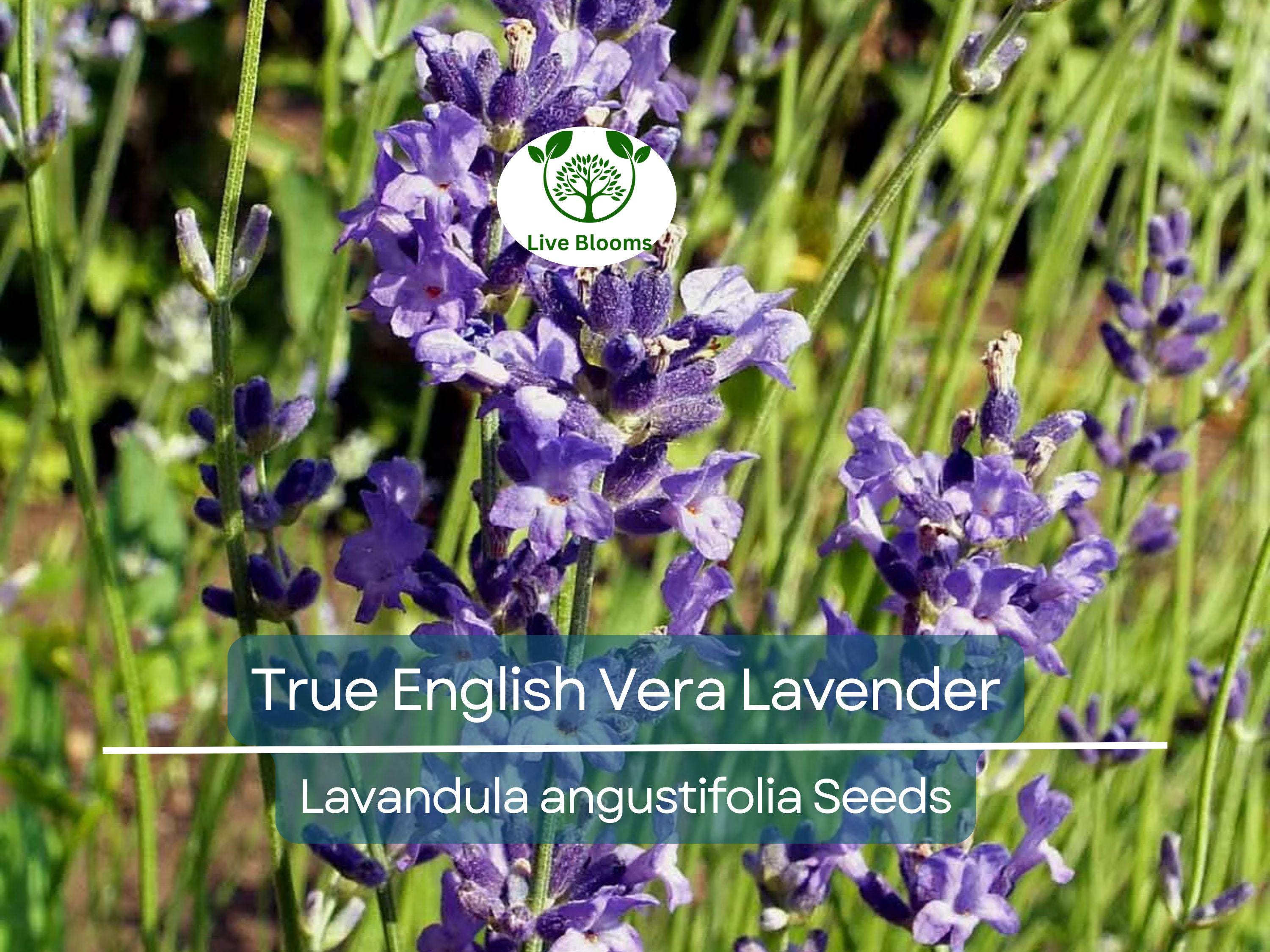 500 Seeds LAVENDER True English Vera (Lavandula angustifolia), Fragrant Perennial Flowers, Non-GMO, Perfect for Gardens, Aromatherapy