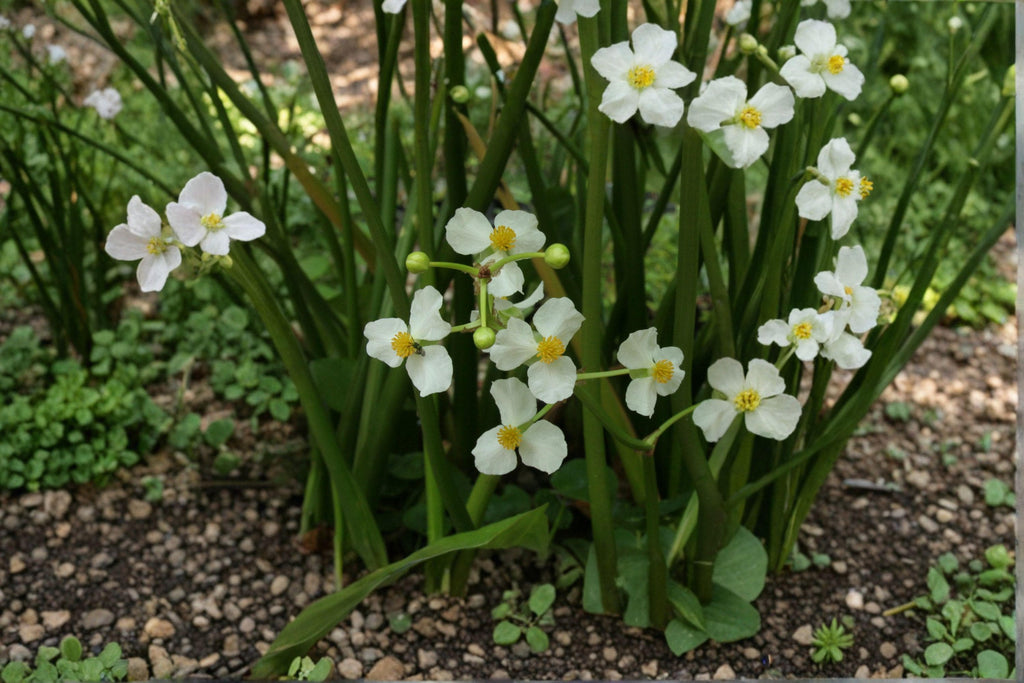 Sagittaria Latifolia Common Arrowhead Seeds – 500 Native Aquatic Wetland Plant | Wetland & Pond Margins | Pollinator-Friendly