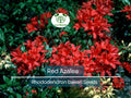 50 Red Azalea Seeds (Rhododendron bakeri) | Cumerland Azalea Flowering Bush | Bright Red Blooms, Hardy, Perfect for Landscaping & Gardens