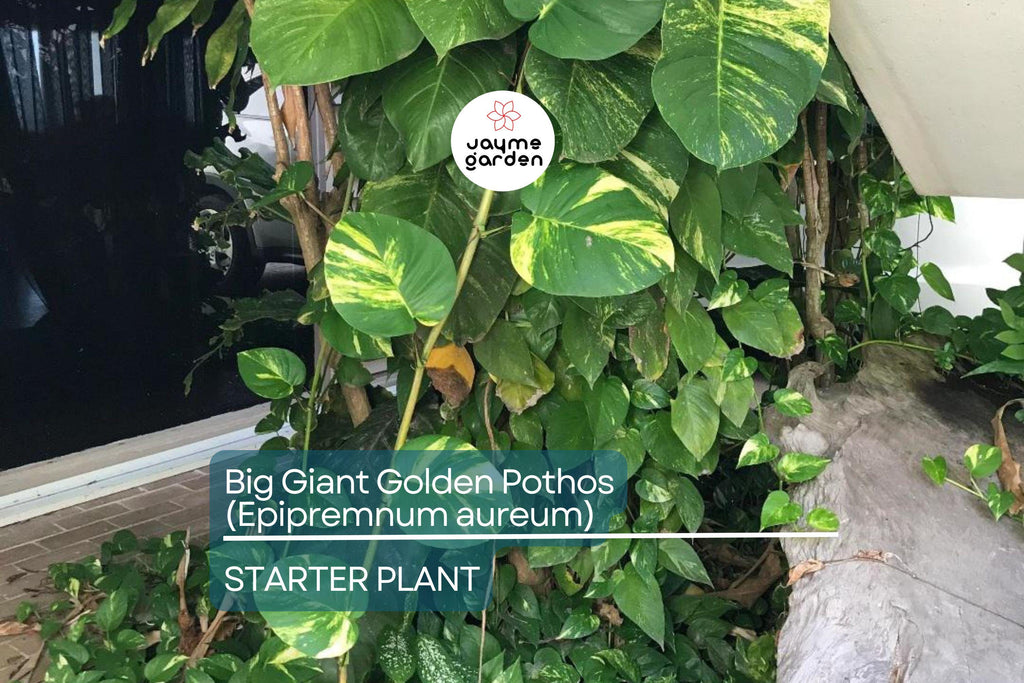 Big Giant Golden Pothos (Epipremnum aureum) Live Tropical Houseplant 12”-24” | Low Maintenance & Air-Purifying