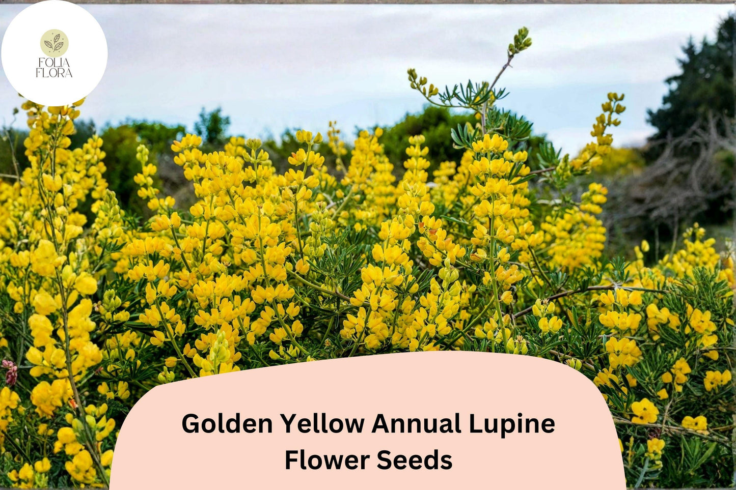 25+ Golden Yellow Annual Lupine Seeds | Lupinus densiflorus | Bright Yellow Blooms | Easy Garden Flowers