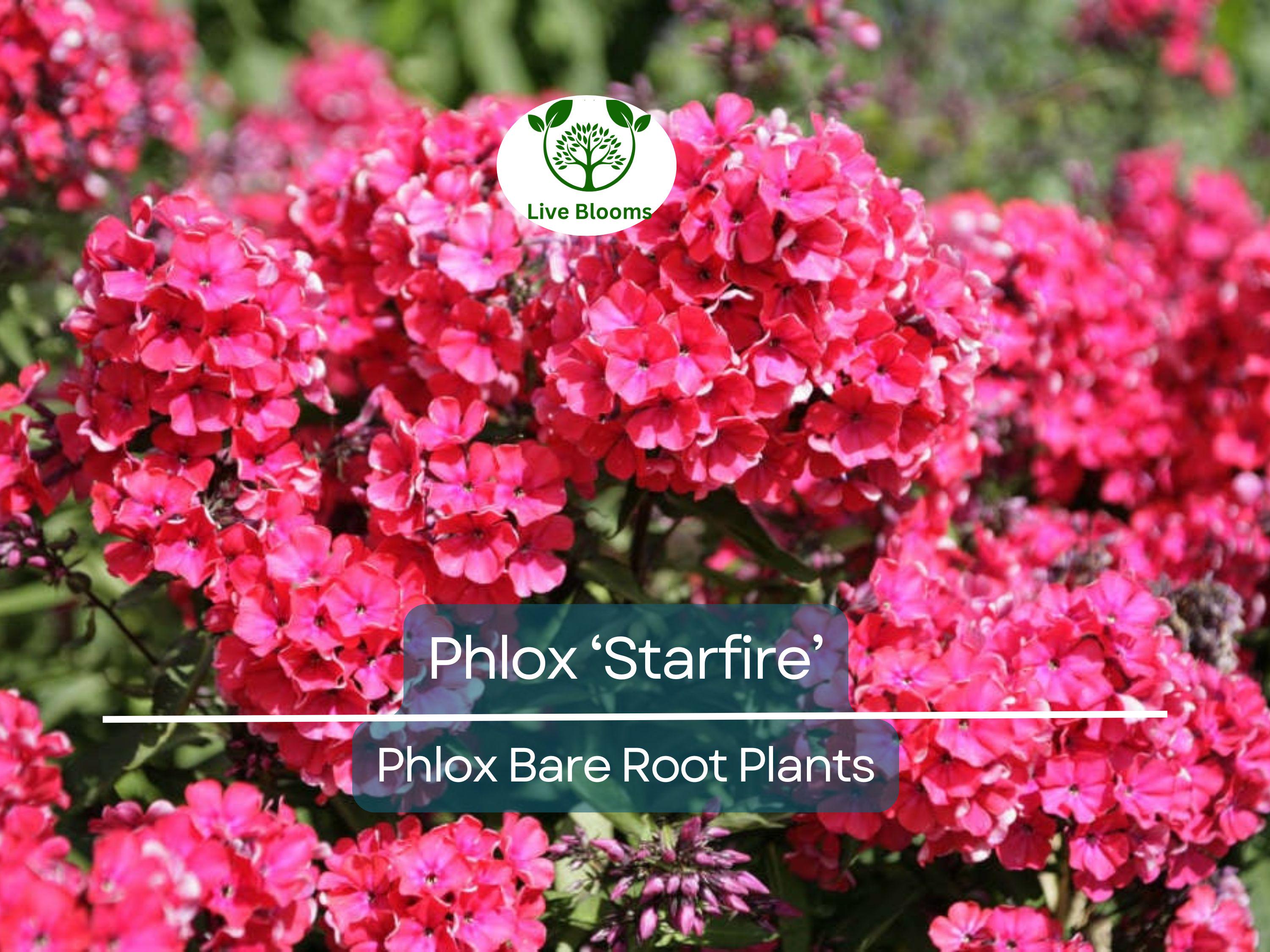 1 Phlox ‘Starfire’ – Live Bare Root Plant – Bright Red Summer Flowers – Pollinator-Friendly Perennial for Borders & Gardens