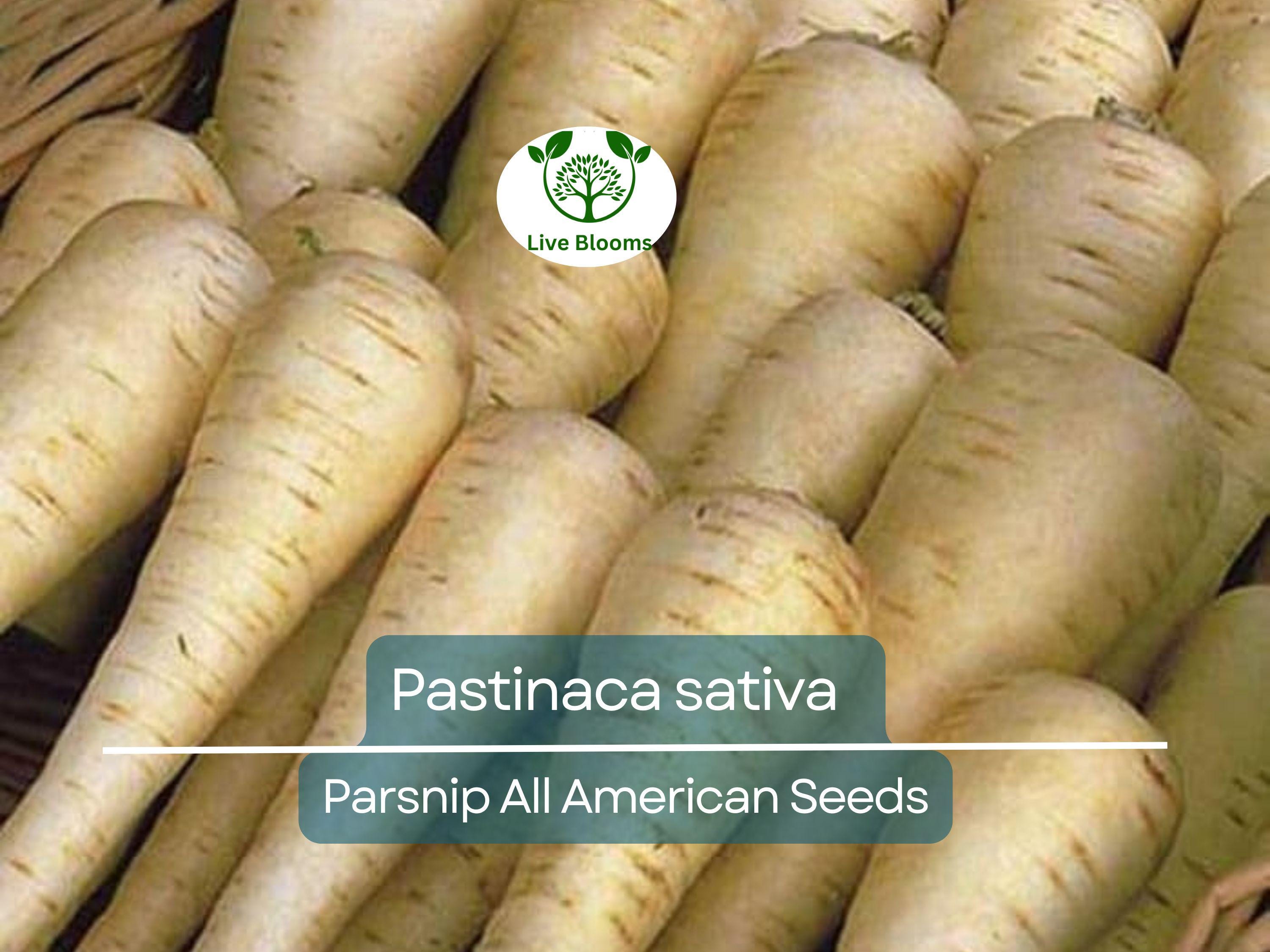 350 Seeds Parsnip All American for Planting (Pastinaca sativa) - Sweet Nutritious Root Vegetables for Home Gardens, High Yield, Easy to Grow