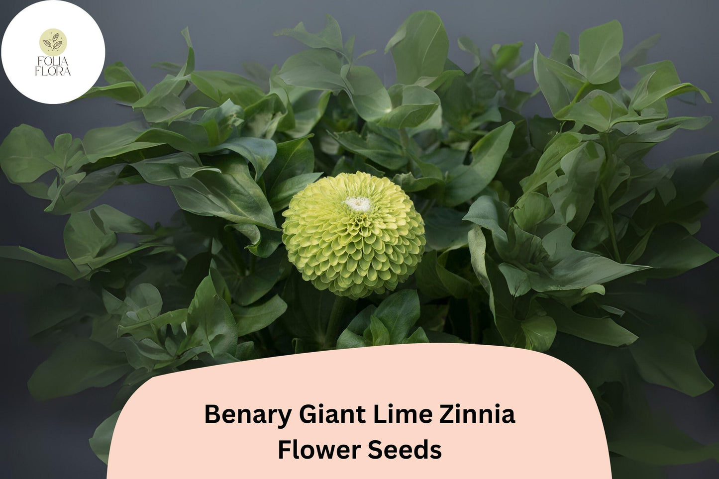 100+ Benary Giant Lime Zinnia Seeds – Unique Green Blooms for Cut Flowers & Summer Gardens