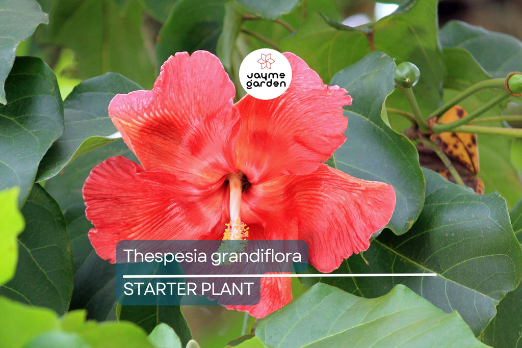 Portia Tree Starter Plant - Thespesia grandiflora 12”-24” | Tropical Flowering Tree for Garden