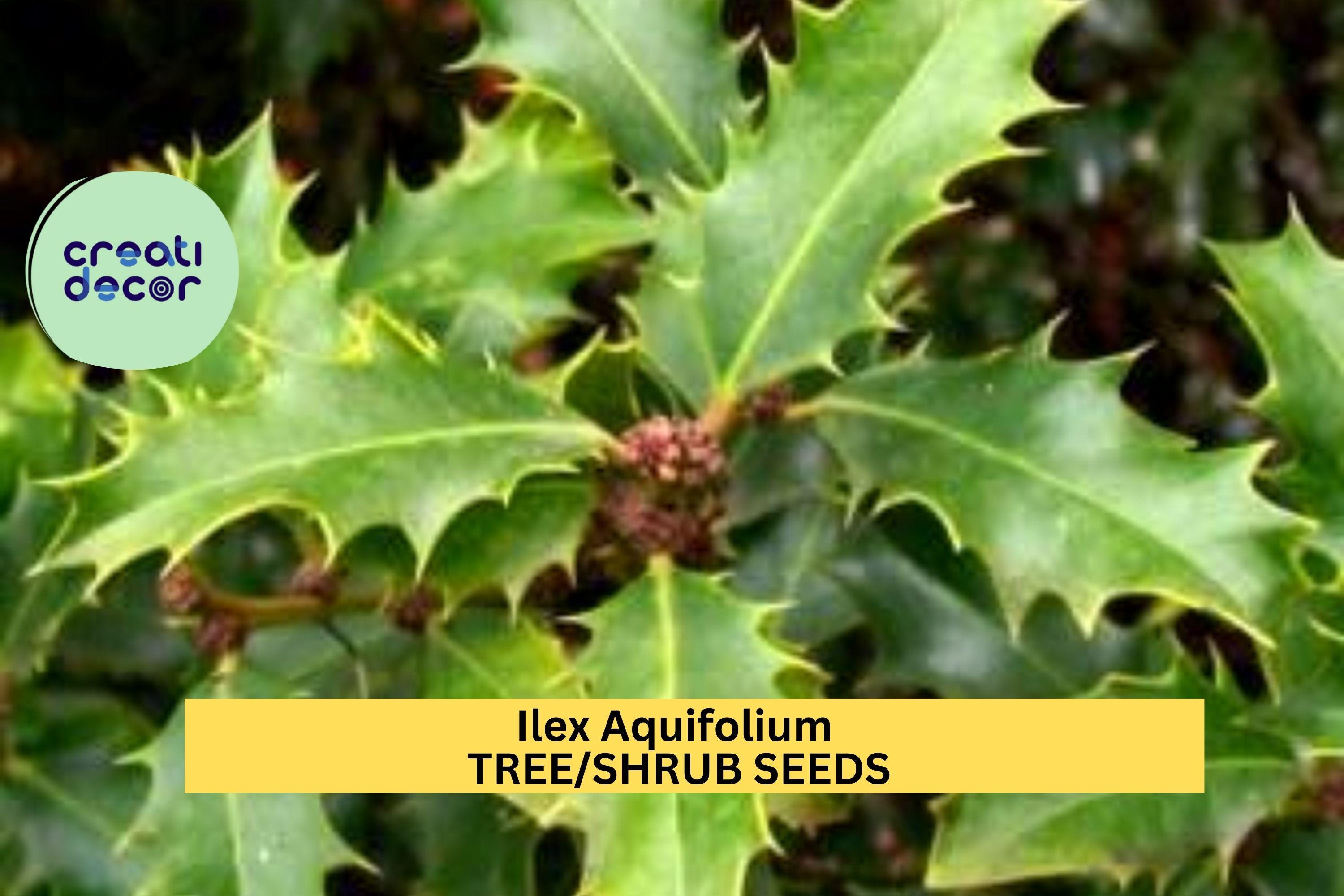3pcs x 10seeds Ilex aquifolium Seeds – English Holly Evergreen Tree Seeds for Hedges,Winter Displays, or Wildlife Gardens Seeds for Planting