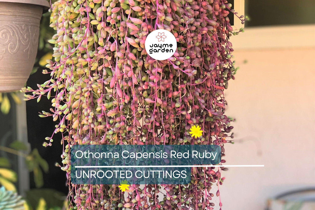4 Othonna Capensis Cuttings - Ruby Necklace Succulent - 4-6” Long, Hanging Plant, Perfect for Containers