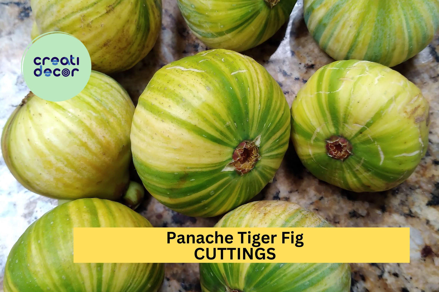 2 Panache Tiger Fig Cuttings | Ficus Carica Rare Starter Wood | Grow Sweet Striped Figs
