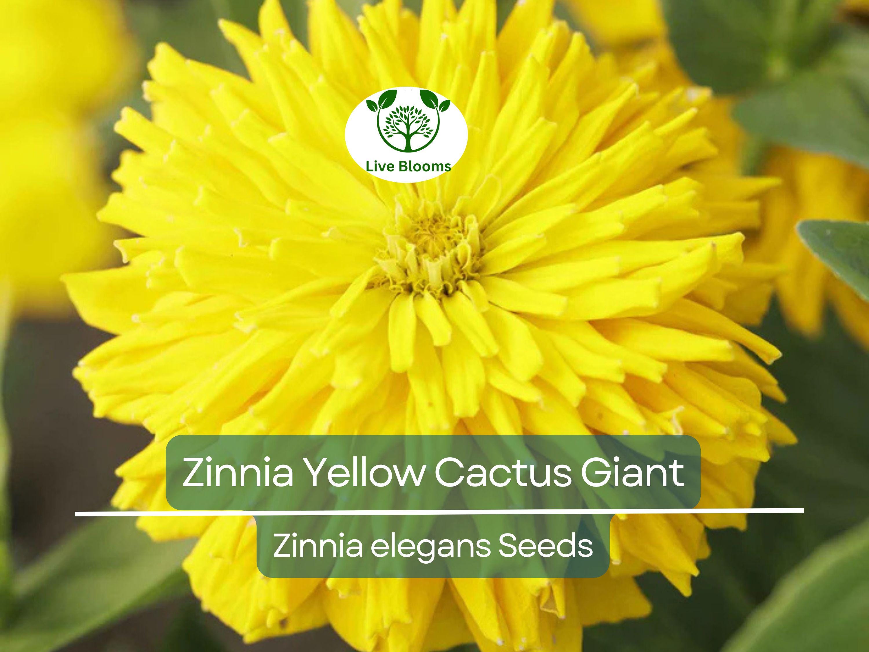 100 Zinnia elegans Yellow Cactus Giant Seeds - Huge Blooms, Non-GMO, Heirloom, Cut Flower Garden, Easy to Grow Annual
