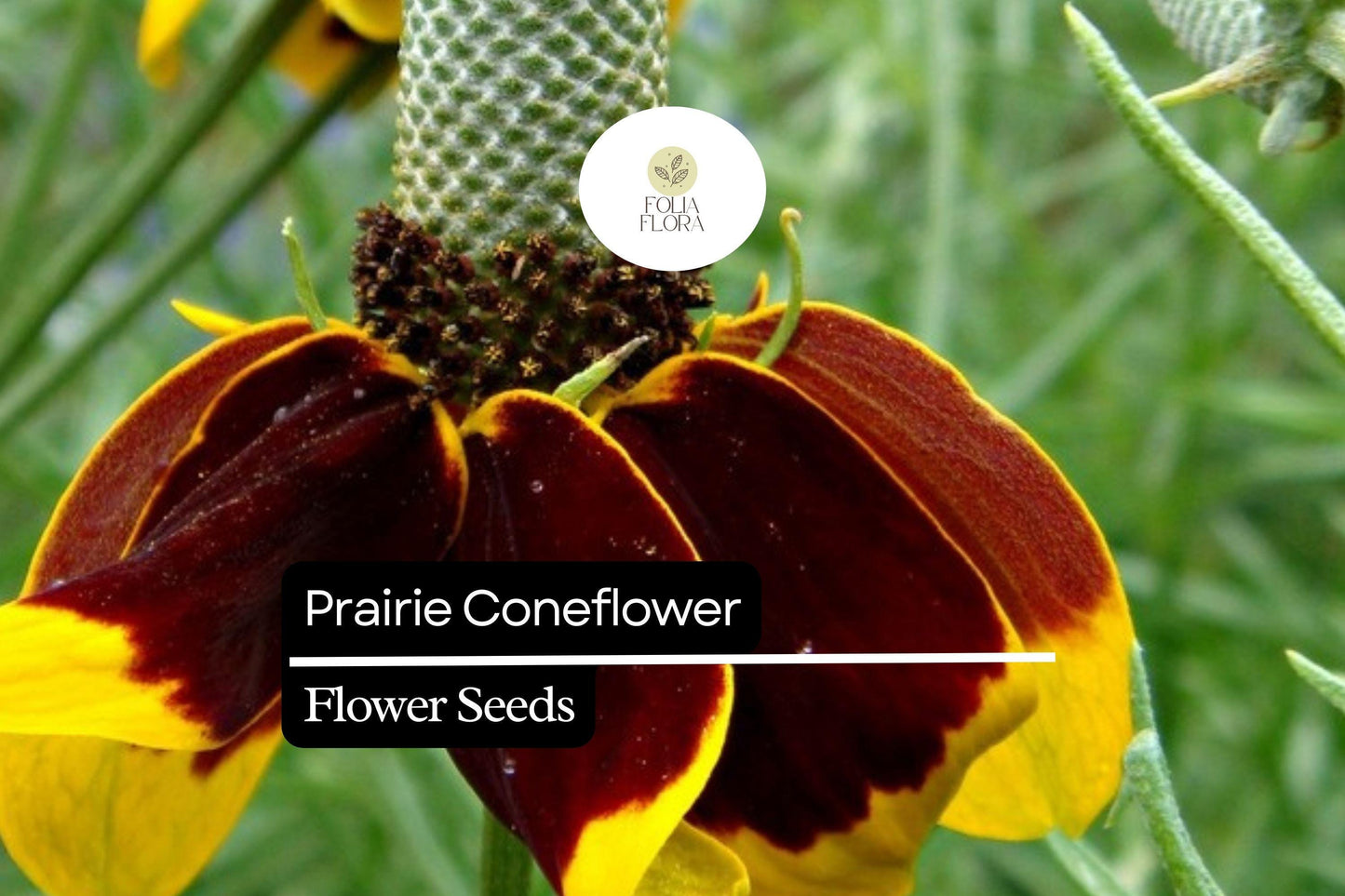 100mg Prairie Coneflower Seeds - Ratibida columnifera, Vibrant Wildflower for Pollinator Gardens