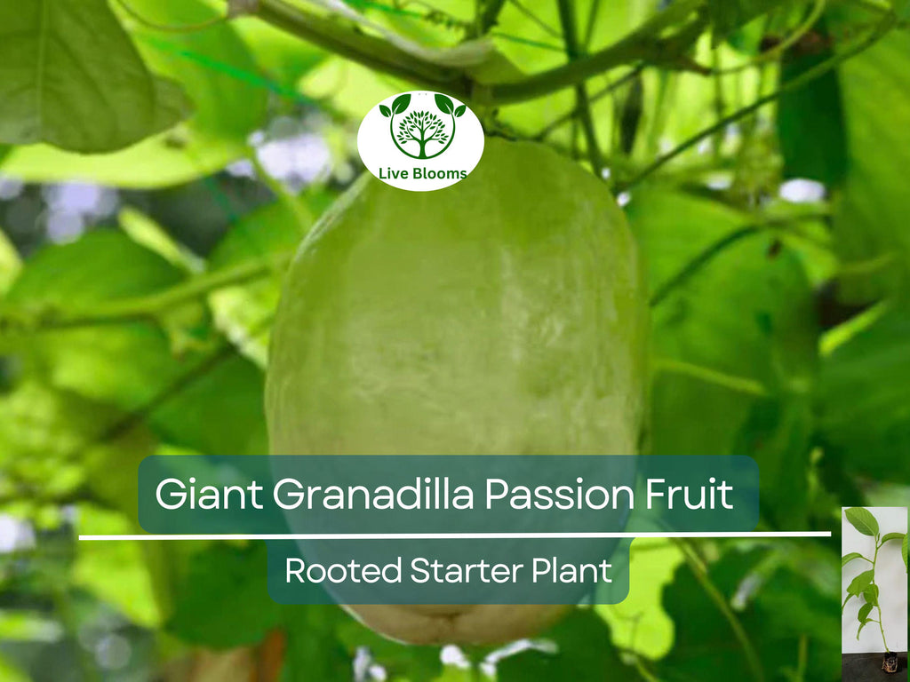 1 Giant Granadilla Passion Fruit Live Starter Plant | Passiflora Ligularis, Sweet & Tropical Fruit, Hardy Vine for Gardens or Containers