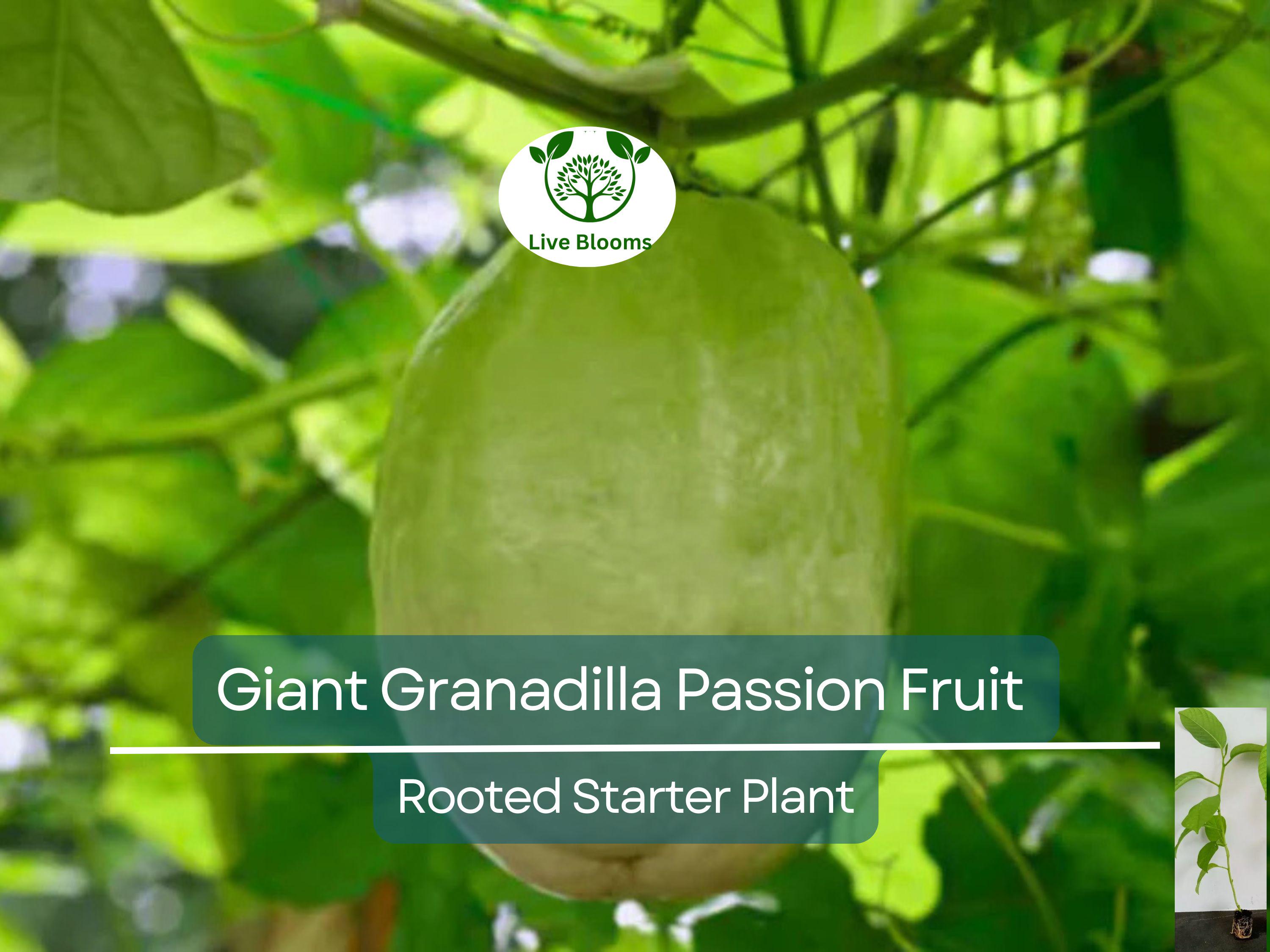 1 Giant Granadilla Passion Fruit Live Starter Plant | Passiflora Ligularis, Sweet & Tropical Fruit, Hardy Vine for Gardens or Containers