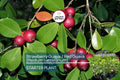 1 Red Guava Tropical Fruit Tree (Psidium guajava) 12”-24” - Sweet, Nutrient-Rich, Tropical Delight for Gardens