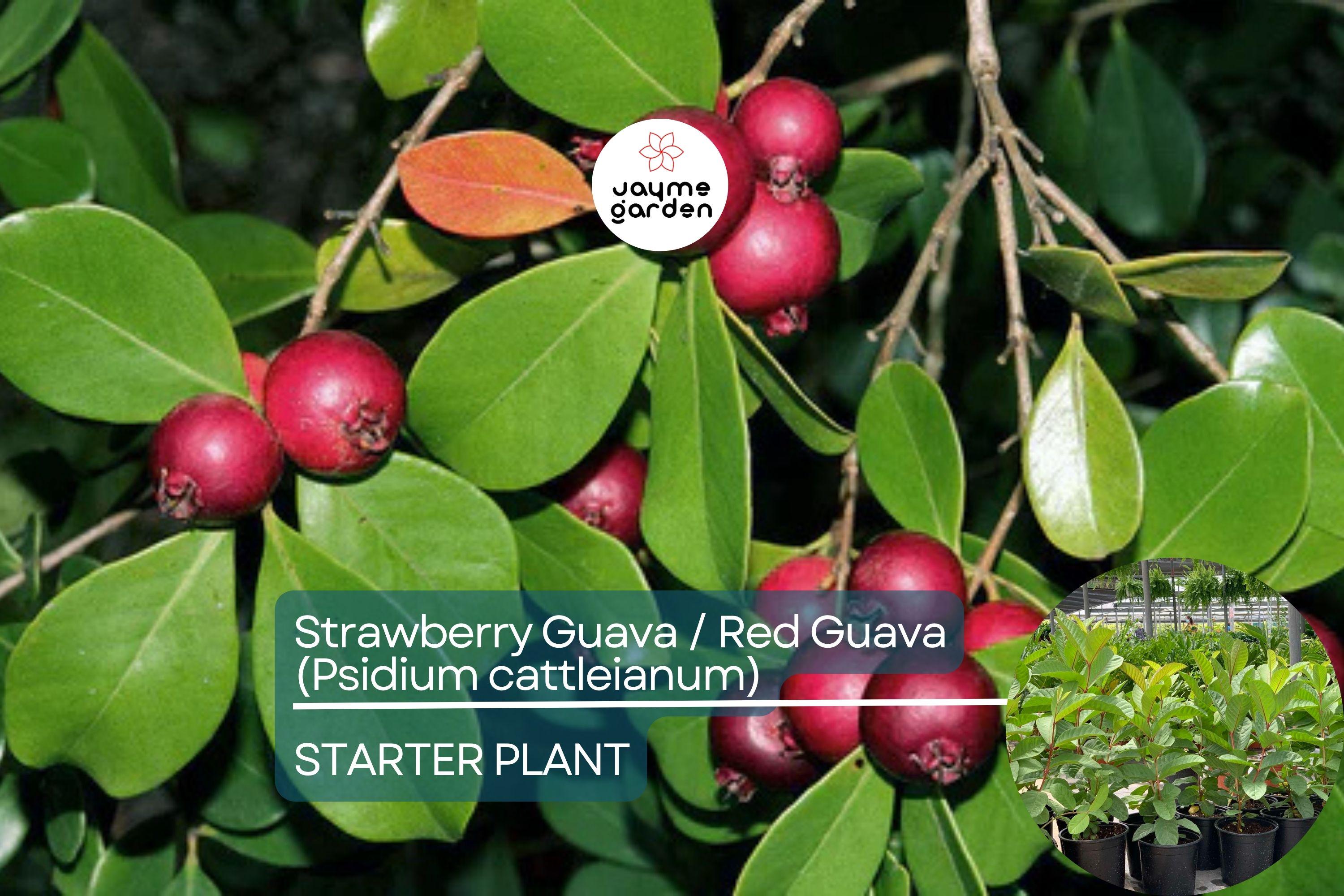 1 Red Guava Tropical Fruit Tree (Psidium guajava) 12”-24” - Sweet, Nutrient-Rich, Tropical Delight for Gardens