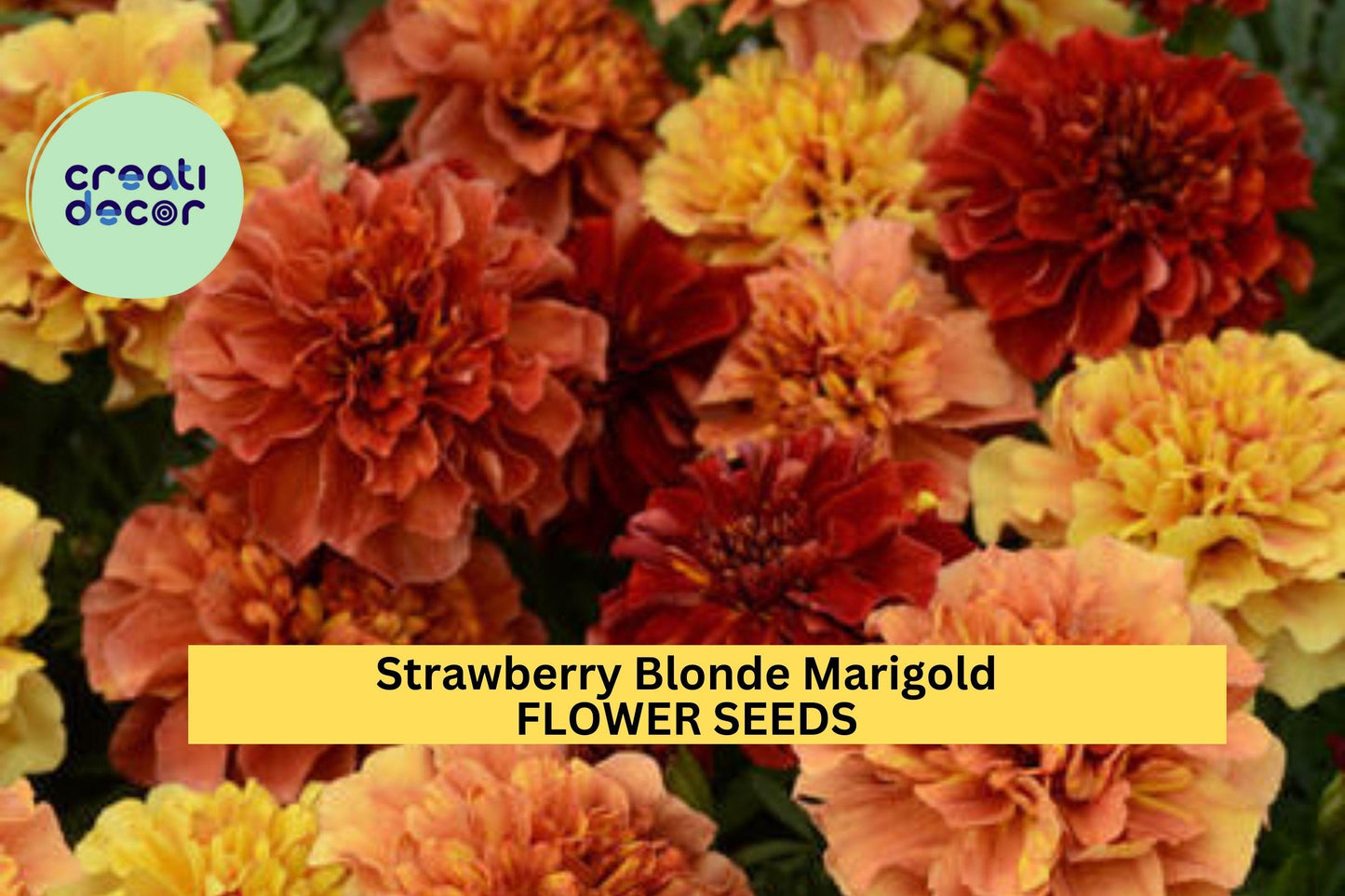 25+ Strawberry Blonde Marigold Seeds – Unique Pink-Orange Blooms for Garden Planting, Compact Annuals for Beds & Borders – USA
