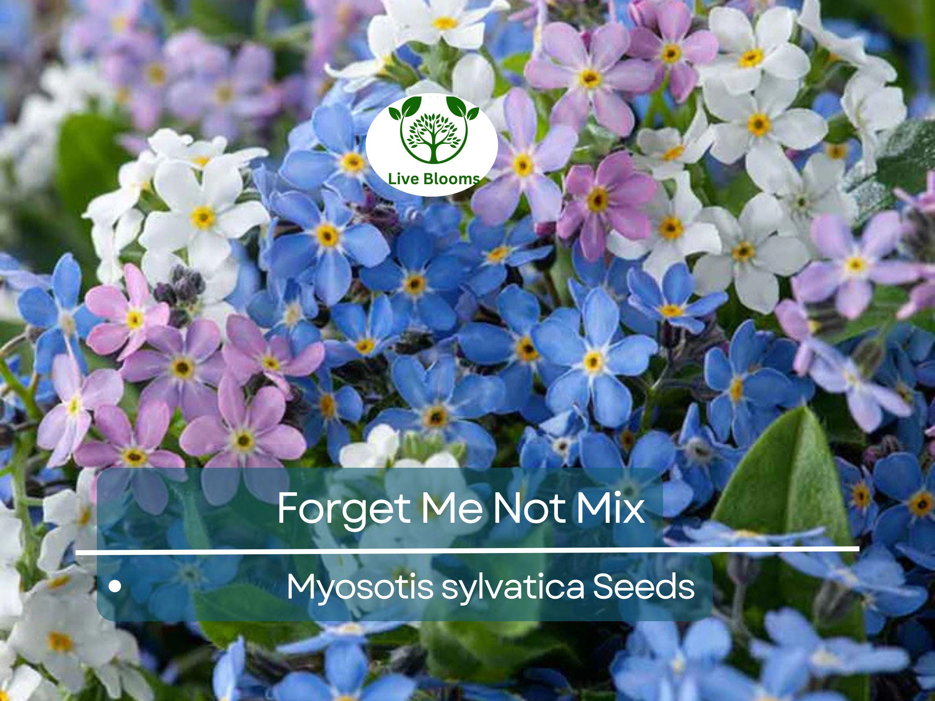 500 Seeds Forget Me Nots Mixed Colors, Perennial Early Blooms, Pollinators, Non-GMO, Myosotis Flowers, Garden Plants, Easy to Grow