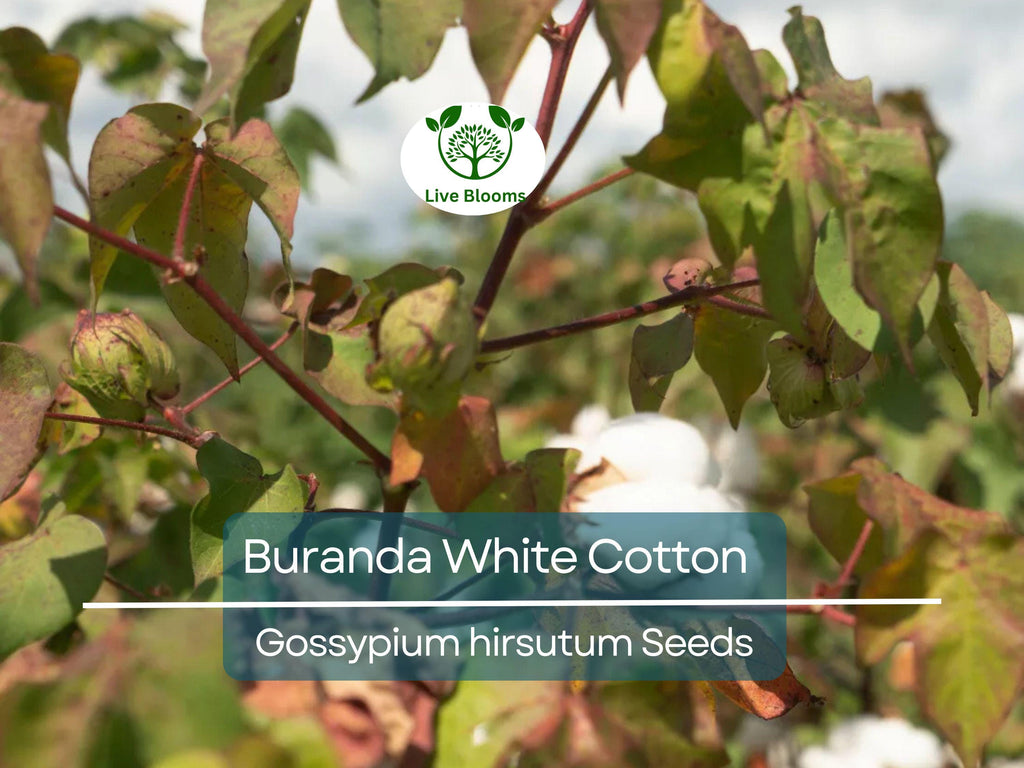 30 White Cotton Seeds Buranda Non-GMO, 100% Quality | High-Density Cotton Plant for Home or Commercial Use | Grow Your Own Cotton!