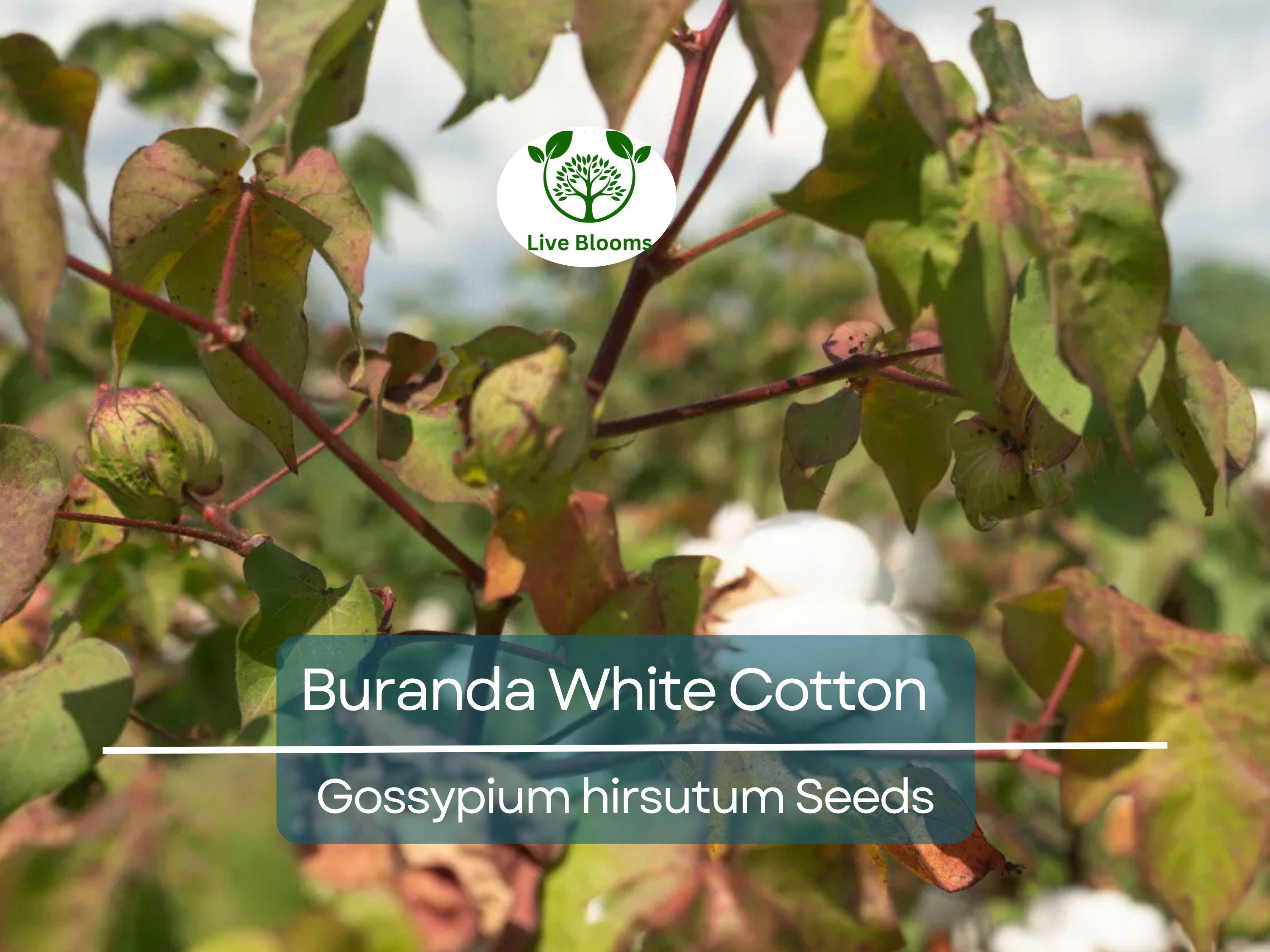30 White Cotton Seeds Buranda Non-GMO, 100% Quality | High-Density Cotton Plant for Home or Commercial Use | Grow Your Own Cotton!