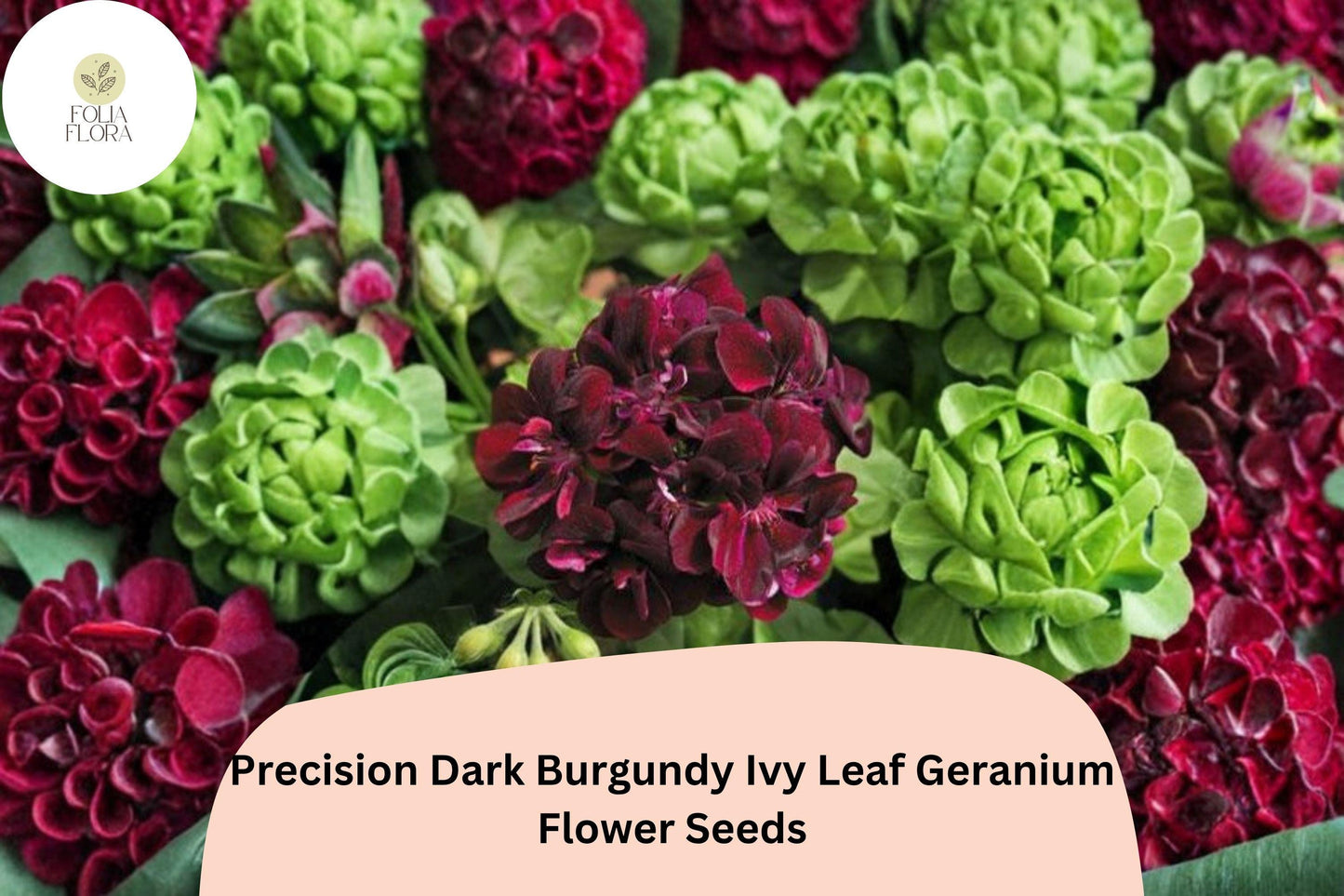 25+ Precision Dark Burgundy Ivy Leaf Geranium Seeds | Trailing Geranium | Deep Burgundy Blooms for Hanging Baskets