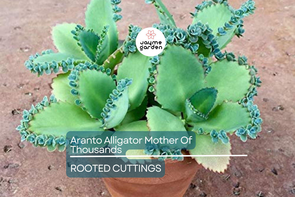 100 Aranto Alligator Plants - Mother of Thousands Succulent - 1-3” Rooted Plants, Easy to Grow, Perfect for Succulent Gardens