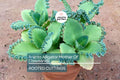 100 Aranto Alligator Plants - Mother of Thousands Succulent - 1-3” Rooted Plants, Easy to Grow, Perfect for Succulent Gardens