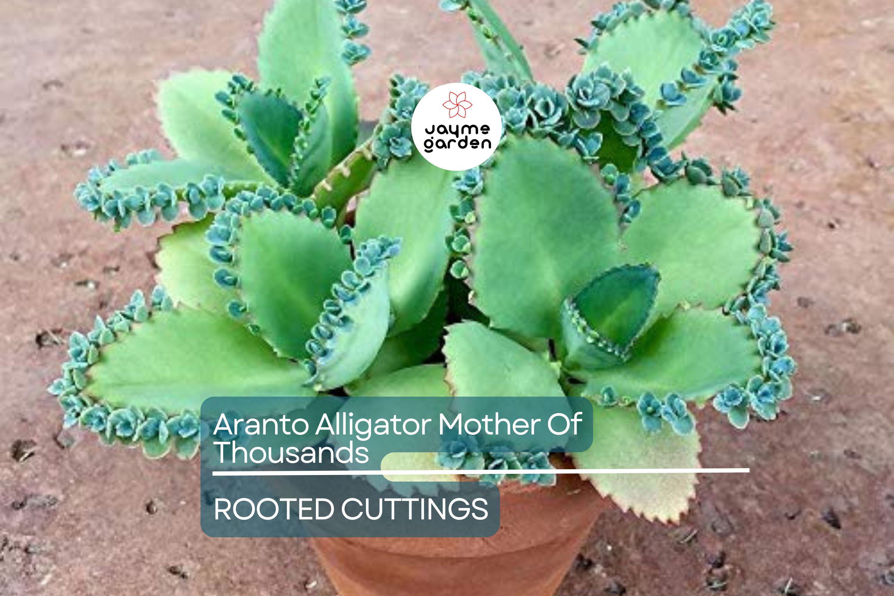 100 Aranto Alligator Plants - Mother of Thousands Succulent - 1-3” Rooted Plants, Easy to Grow, Perfect for Succulent Gardens