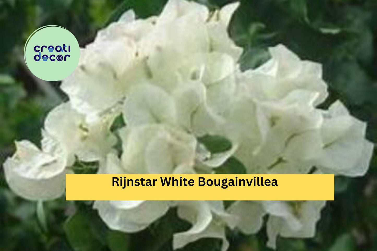 Rijnstar White Bougainvillea | Live Rooted Starter Plug Plant | Tropical Flowering Vine with White Bracts for Trellis or Containers
