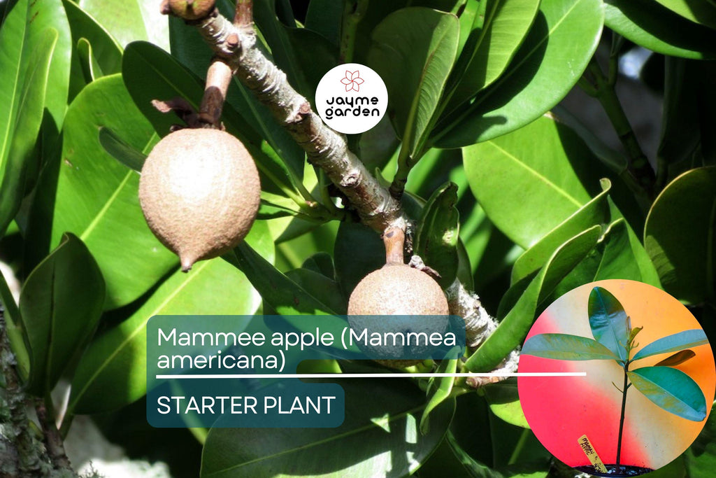 Mamme Apple Tree (Mammea americana) Live Fruit Tree 12”-24” | Grafted for Superior Growth, Exotic Tropical Flavor