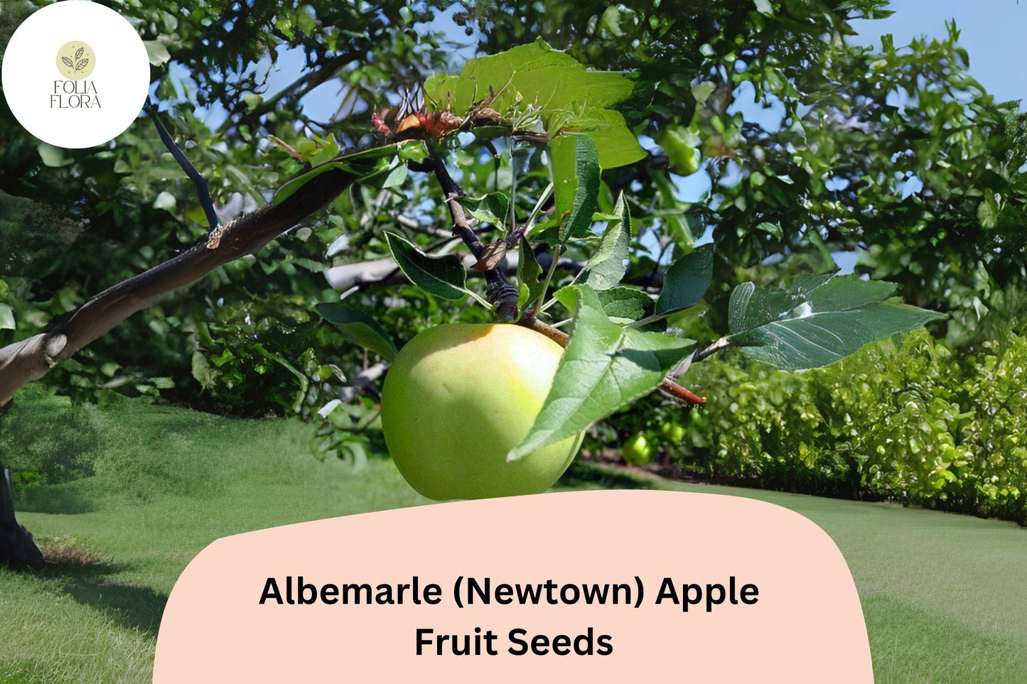 25+ Albemarle (Newtown) Apple Seeds | Heirloom Green Apple | Malus domestica | Crisp & Tart | Rare Garden Fruit Tree Seeds
