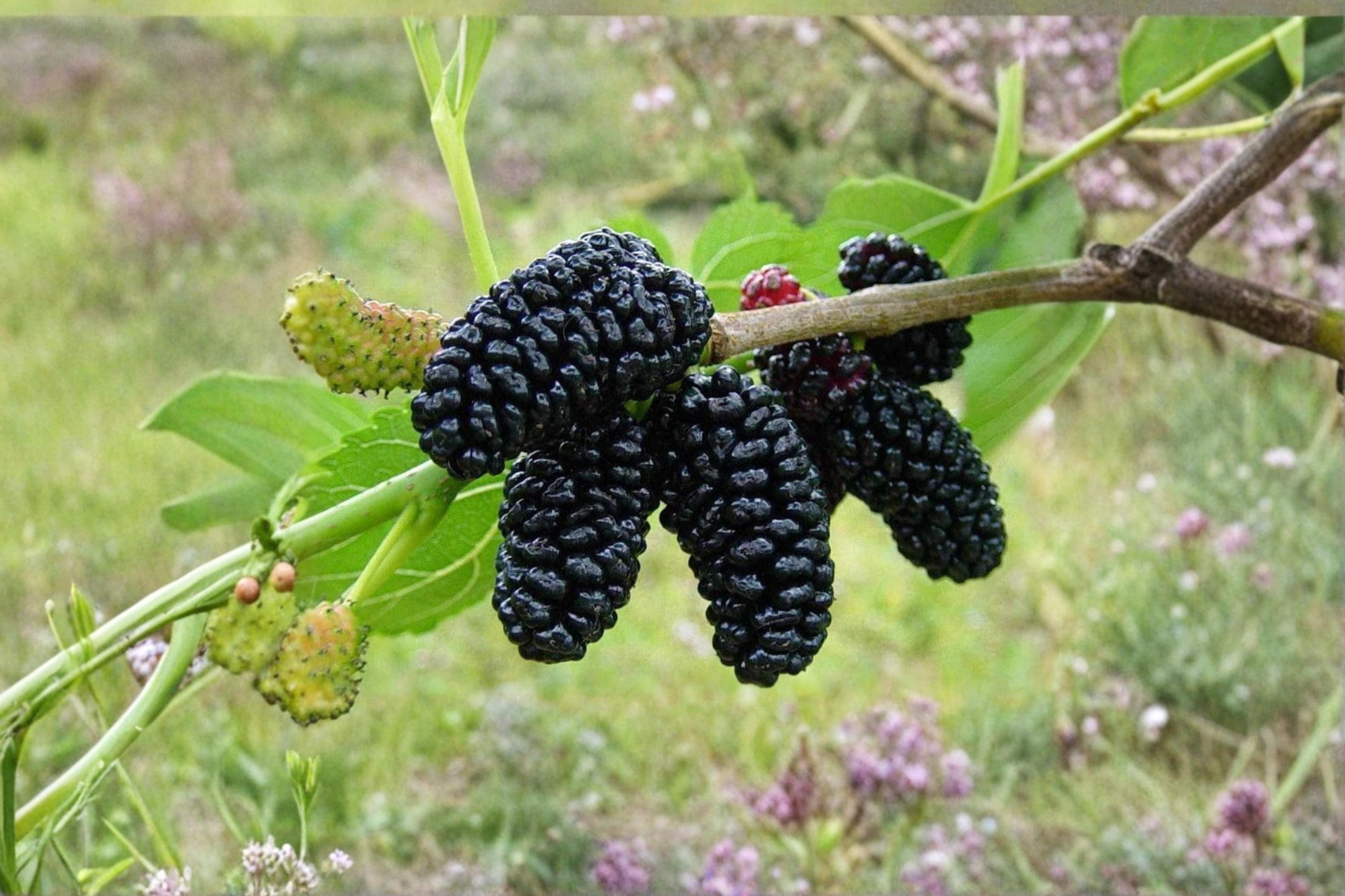 Black Mulberry 2 Live Trees 1–2 ft Tall (Morus nigra) Sweet Fruit Tree